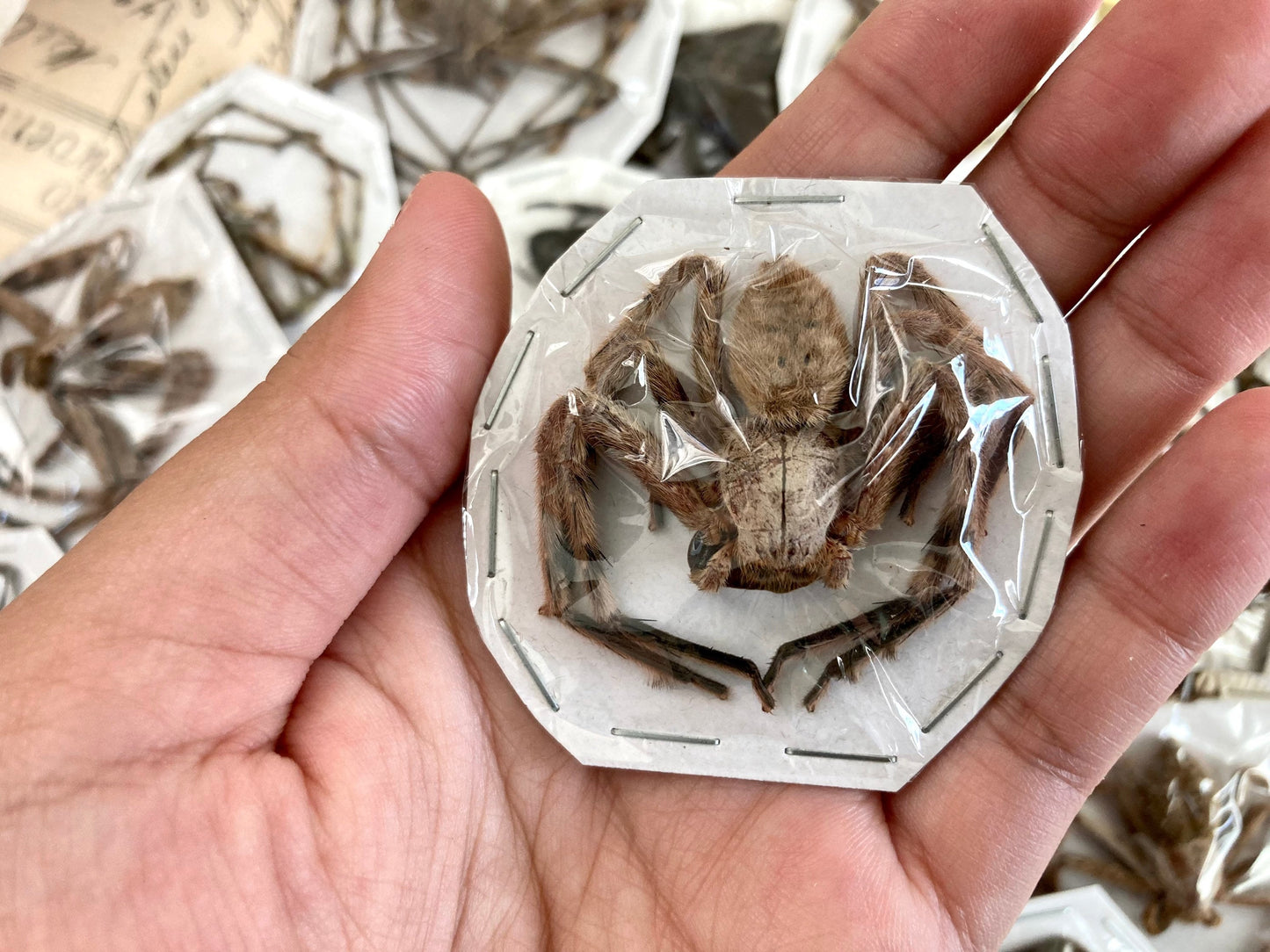 Mixed Spider Lot, Real Spider, Small Spiders, Medium Spider, Arachnids, Real Spider Mix, arachnid , for all your taxidermy art projects