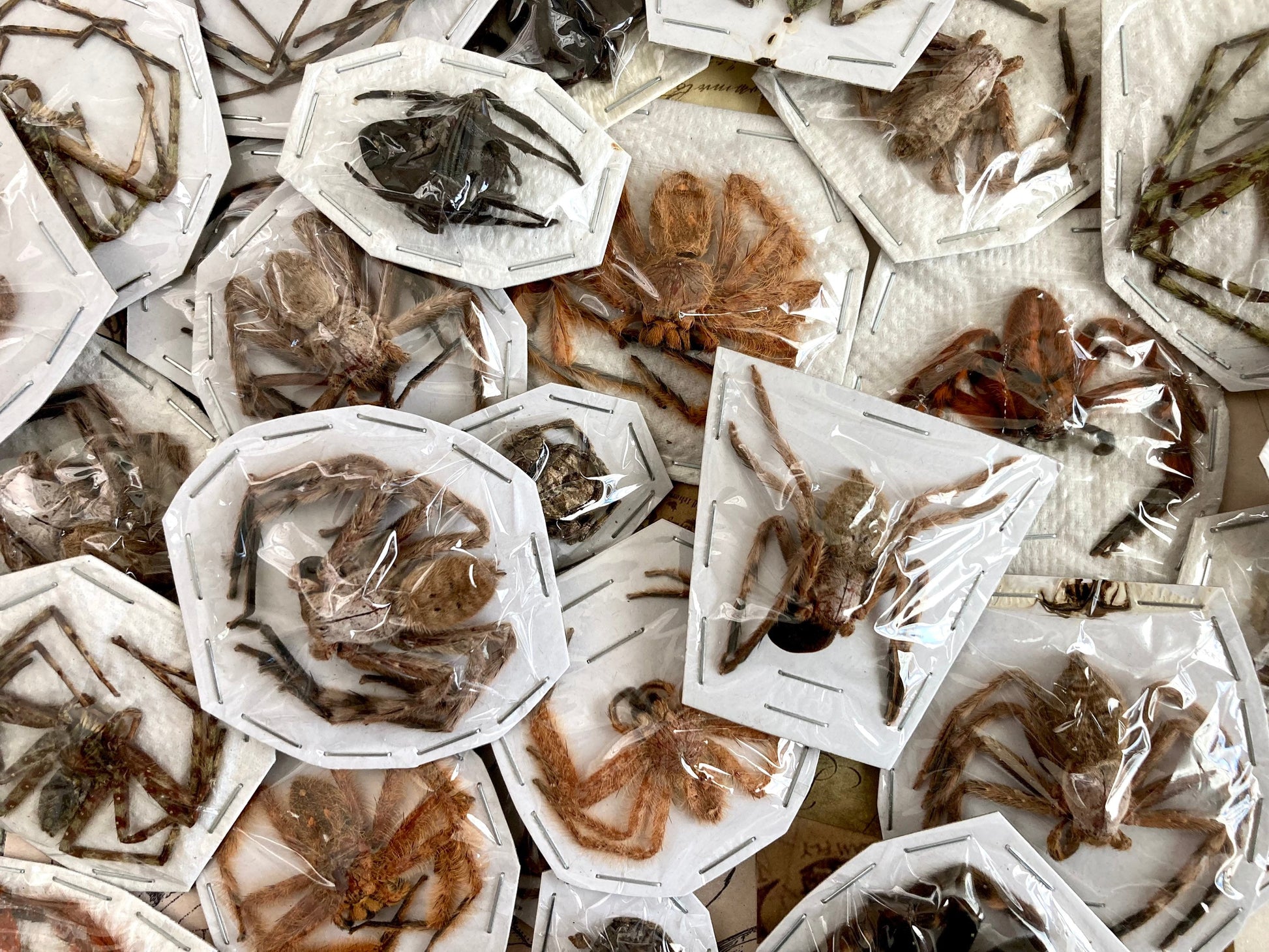 Mixed Spider Lot, Real Spider, Small Spiders, Medium Spider, Arachnids, Real Spider Mix, arachnid , for all your taxidermy art projects