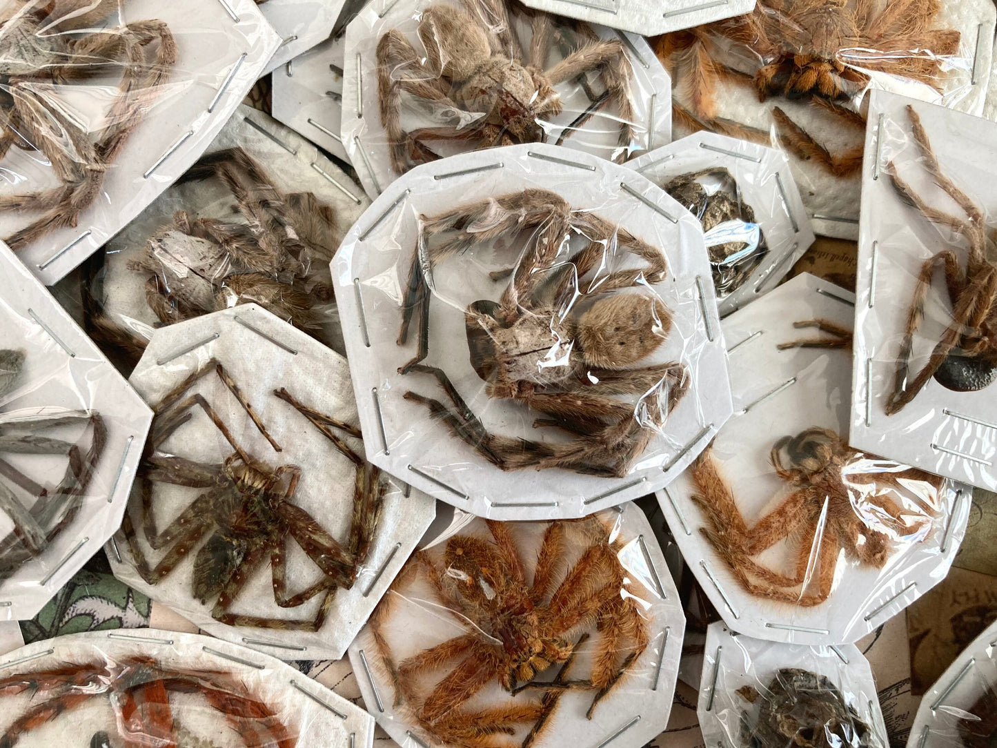 Mixed Spider Lot, Real Spider, Small Spiders, Medium Spider, Arachnids, Real Spider Mix, arachnid , for all your taxidermy art projects