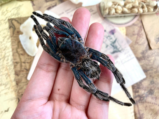 One big bird eating spider from Peru Hapalotremus carabaya ,arachnid , for all your taxidermy art projects