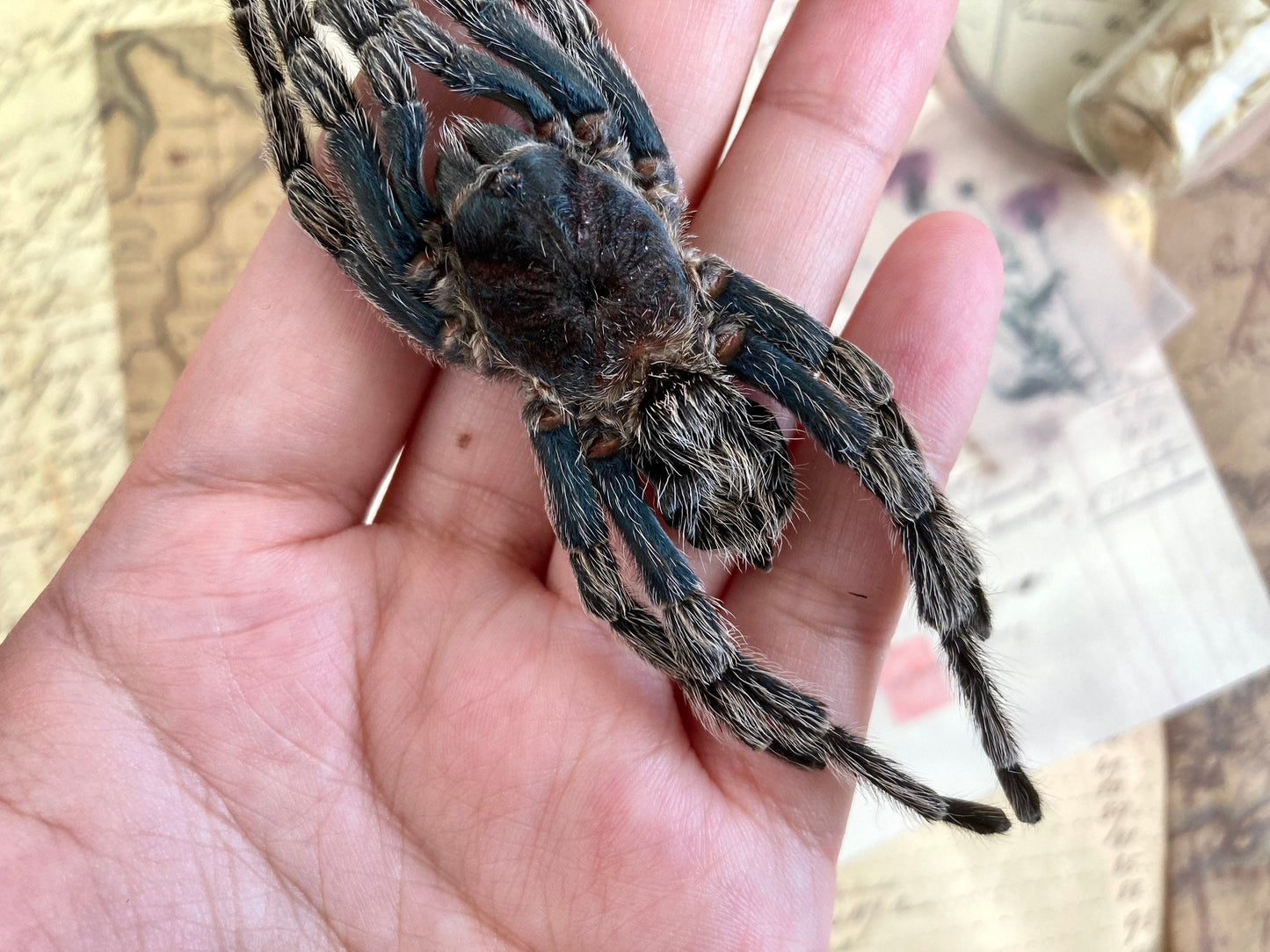 One big bird eating spider from Peru Hapalotremus carabaya ,arachnid , for all your taxidermy art projects