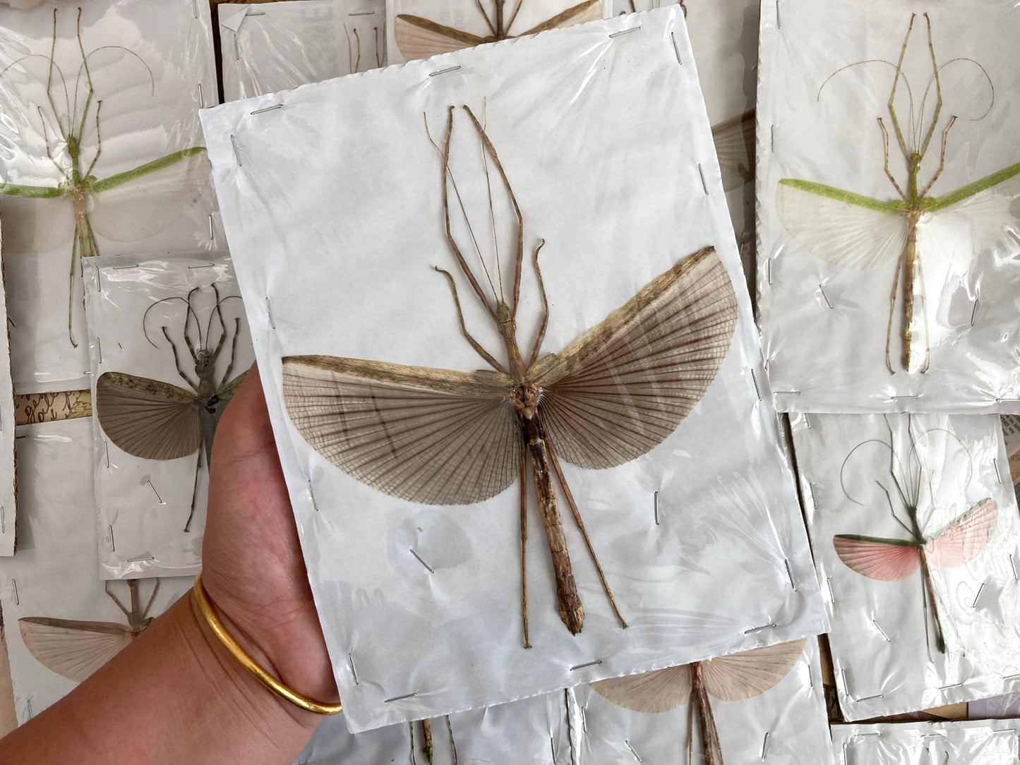 1 Mixed Spread Stick Insect, Random Selection, Entomology, Spread and Ready for your Projects