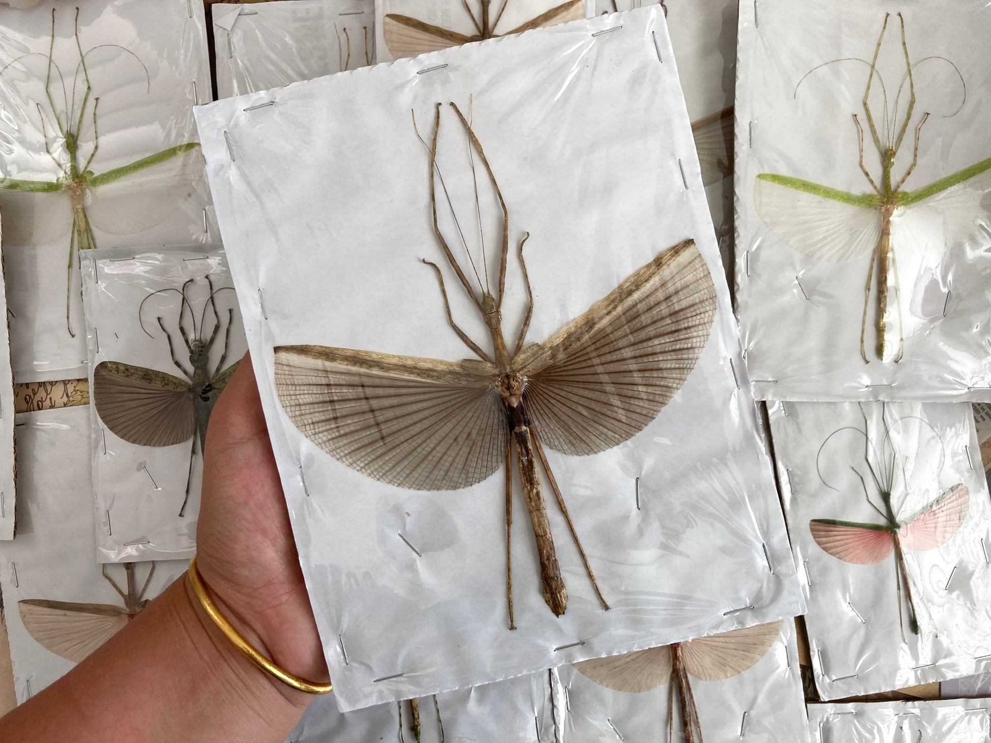 1 Mixed Spread Stick Insect, Random Selection, Entomology, Spread and Ready for your Projects
