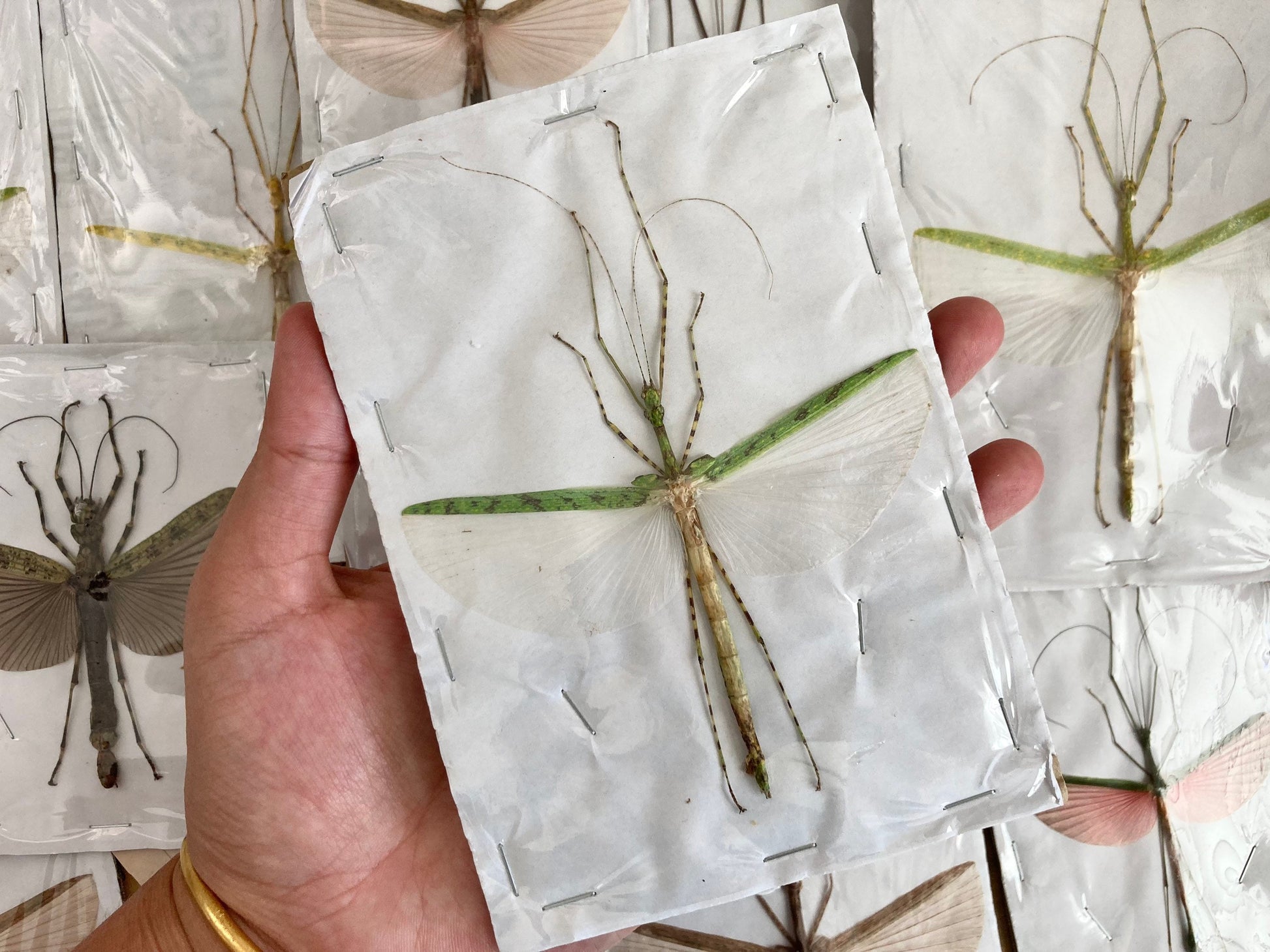 1 Mixed Spread Stick Insect, Random Selection, Entomology, Spread and Ready for your Projects