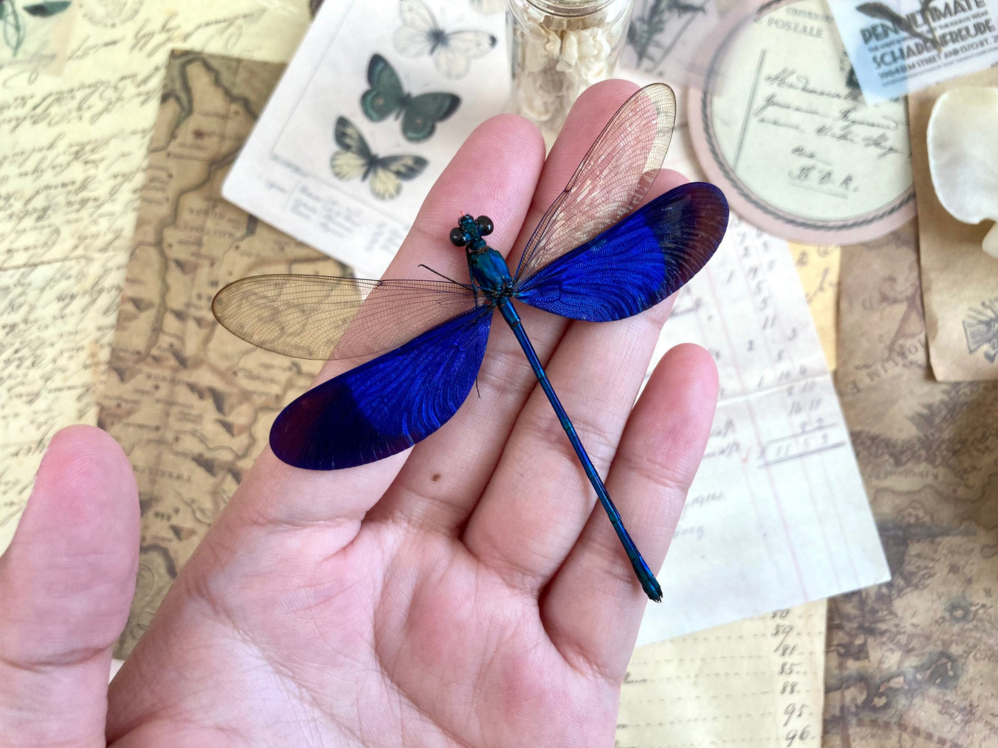 Neurobasis kaupi Spread, Sulawesi, blue clear dragonfly damselfly Indonesia, Electric blue wing Dragonfly, Entomology