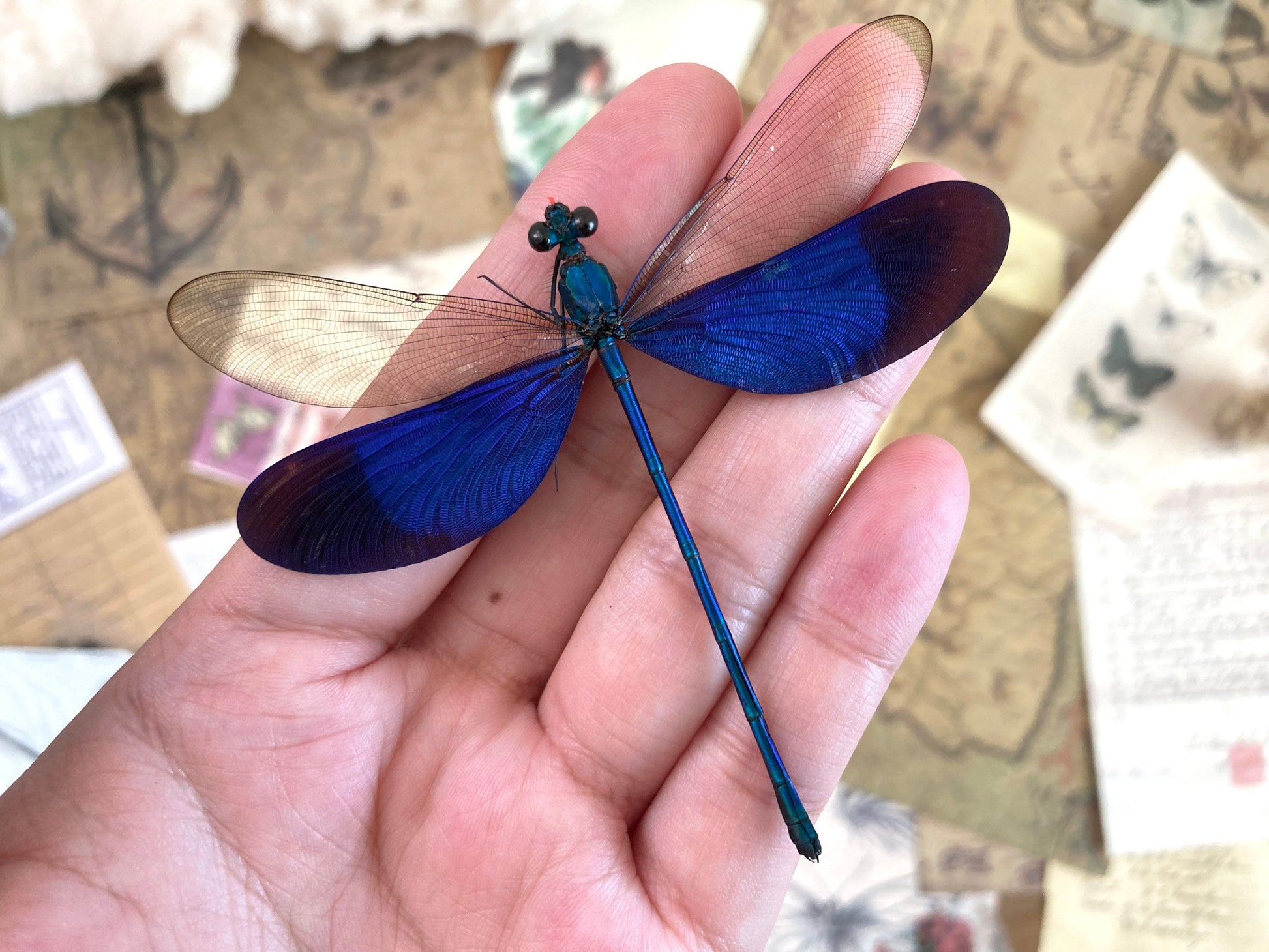 Neurobasis kaupi Spread, Sulawesi, blue clear dragonfly damselfly Indonesia, Electric blue wing Dragonfly, Entomology