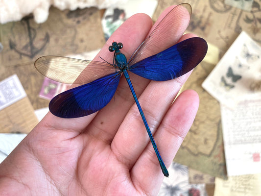 Neurobasis kaupi Spread, Sulawesi, blue clear dragonfly damselfly Indonesia, Electric blue wing Dragonfly, Entomology