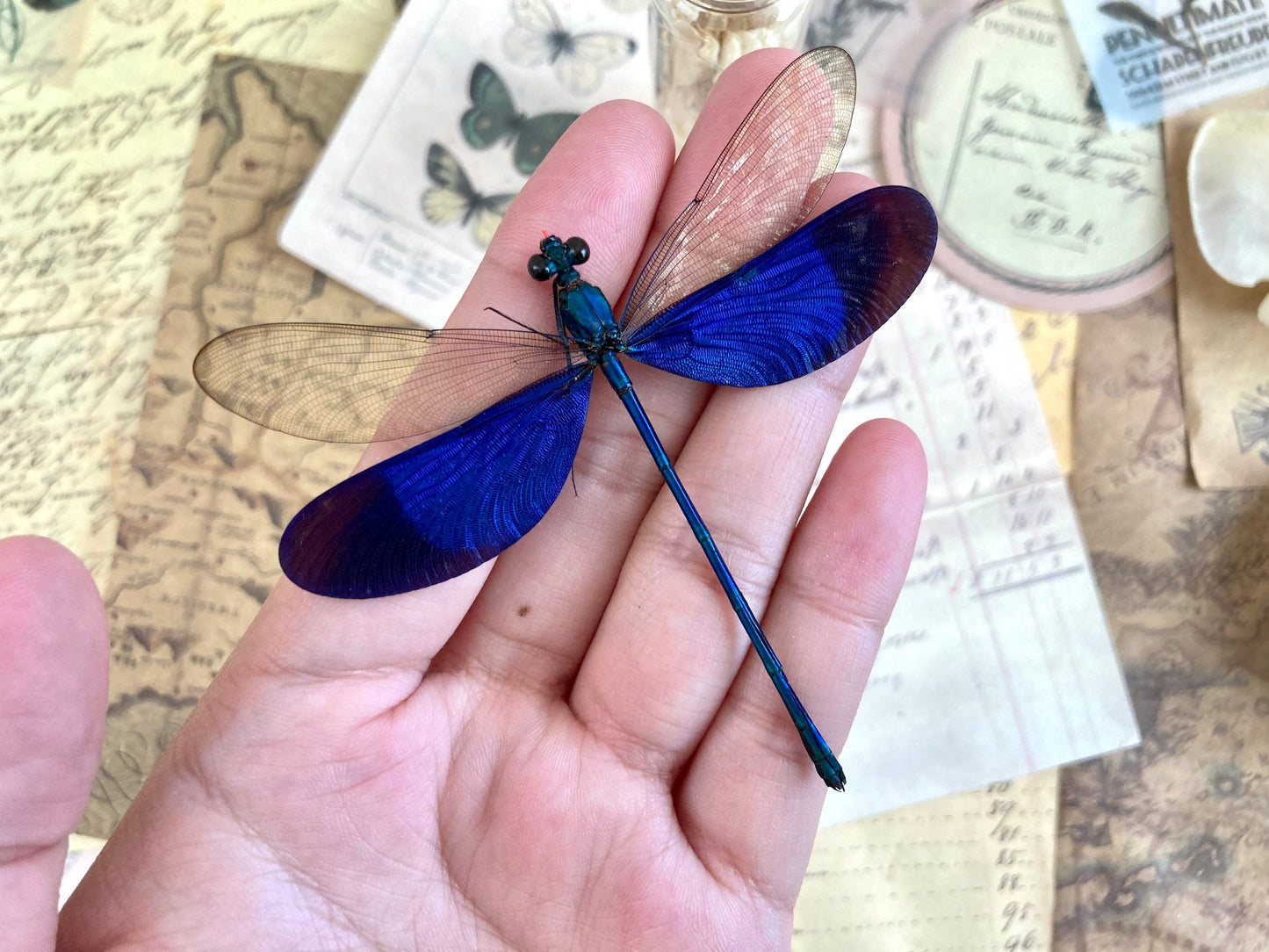 Neurobasis kaupi Spread, Sulawesi, blue clear dragonfly damselfly Indonesia, Electric blue wing Dragonfly, Entomology