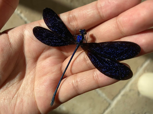 Vestalis luctuosa, Violet Glittering Damselfly, Real Dragonfly Vestalis luctuosa, Blue black dragonfly damselfly Indonesia