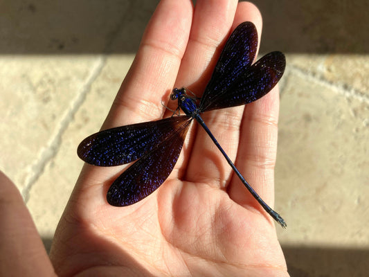 Vestalis luctuosa, Violet Glittering Damselfly, Real Dragonfly Vestalis luctuosa, Blue black dragonfly damselfly Indonesia