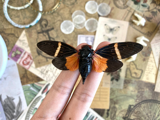 Tosena paviei Spread, ONE REAL black orange cicada Thailand