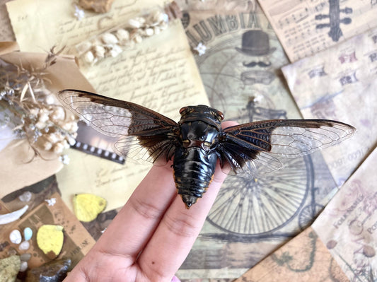 Cryptotympana aquila, Giant Batwing Cicada, Large Black Thai Cicada, Spread and Ready to Mount, Entomology