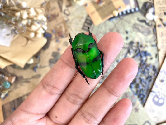 Green & Blue Flower Beetle Ischiopsopha bifasciata Real Insect