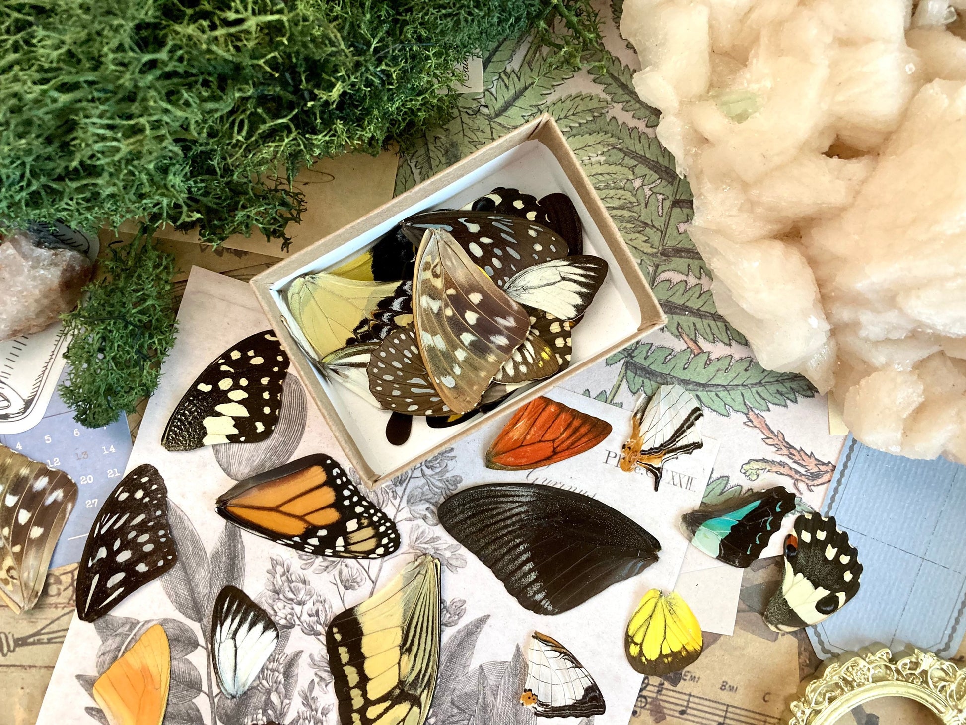 20 A+ to A- Grade Real Butterfly Wings - Curiosity Collection - Craft Supply -Jewelry Making - Resin Jewelry Making