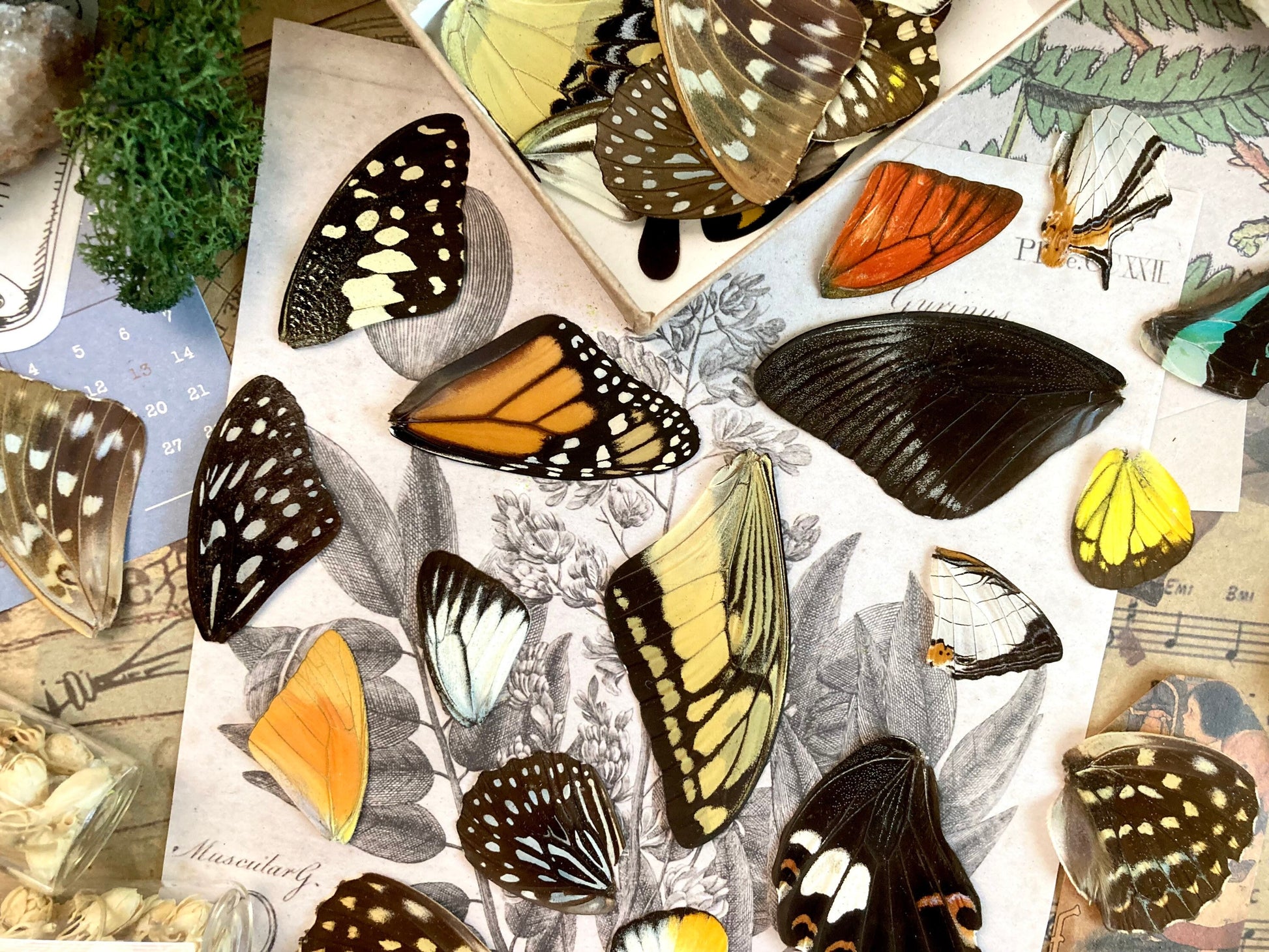 20 A+ to A- Grade Real Butterfly Wings - Curiosity Collection - Craft Supply -Jewelry Making - Resin Jewelry Making