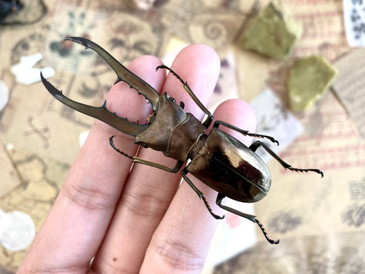 Cyclommatus metallifer finae Peleng Is. +60~+65mm Long jaw Beetle Cyclommatus metallifer finae Insects Specimen, Oddities, Collectible