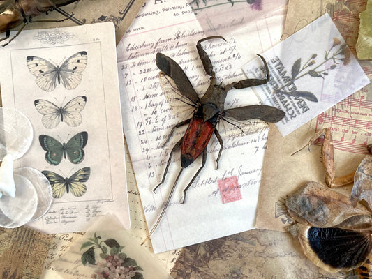 LARGE Nepa rubra E.Java, Spread, Red toe biter Real Insect Taxidermy