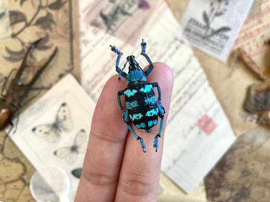 Eupholus linnei Kei Is. Real Beetle, Blue Weevil Beetle, blue green weevil beetle Indonesia