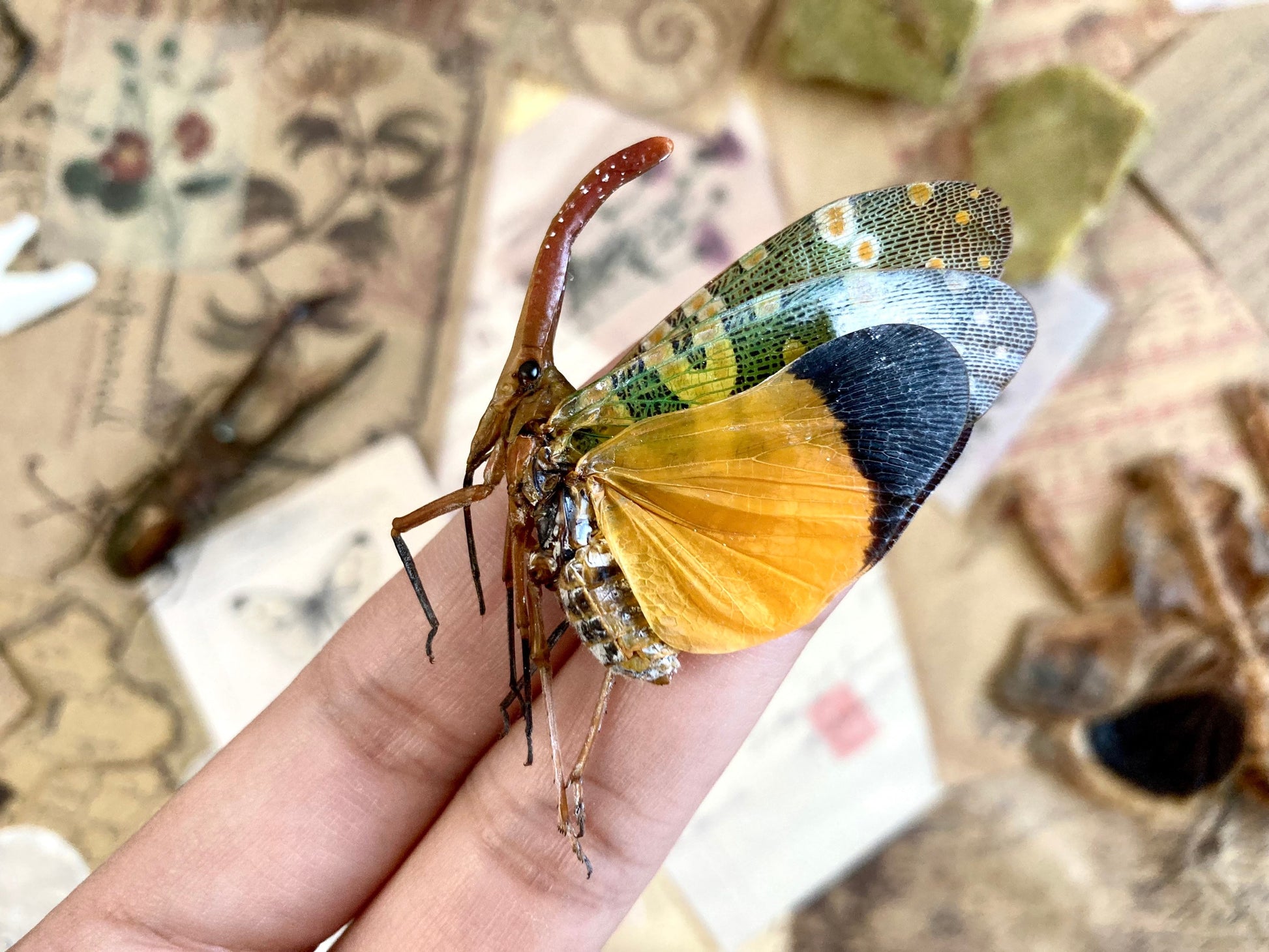 Pyrops candelaria, Unmounted, Green yellow lanternfly, Real lanternfly, Entomology