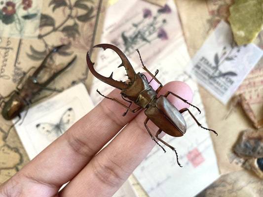 Cyclommatus tarandus Kalimantan +40~+45mm