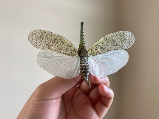 Zanna nobilis, white fulgorid leaf hopper Malaysia