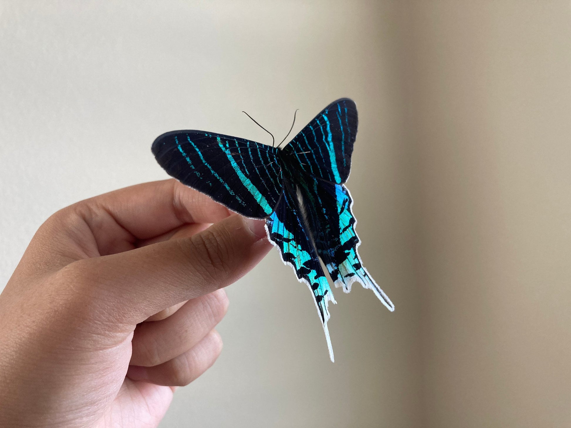 The Green-banded Urania Moth | Urania leilus | Dry-preserved specimens