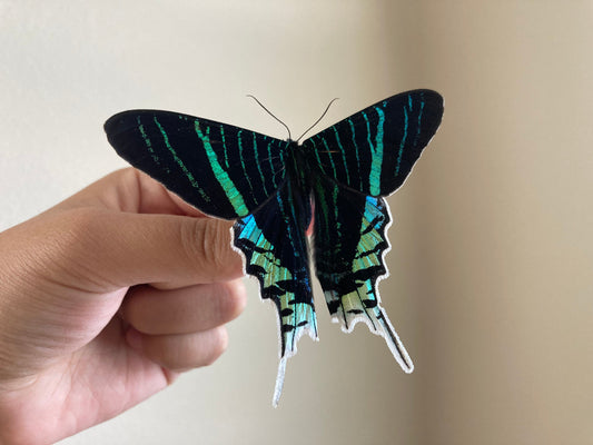 The Green-banded Urania Moth | Urania leilus | Dry-preserved specimens