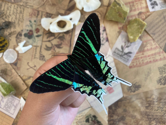 The Green-banded Urania Moth | Urania leilus | Dry-preserved specimens