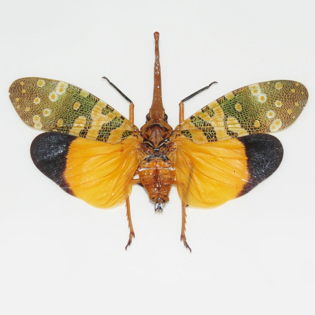 Pyrops candelaria, Unmounted, Green yellow lanternfly, Real lanternfly, Entomology