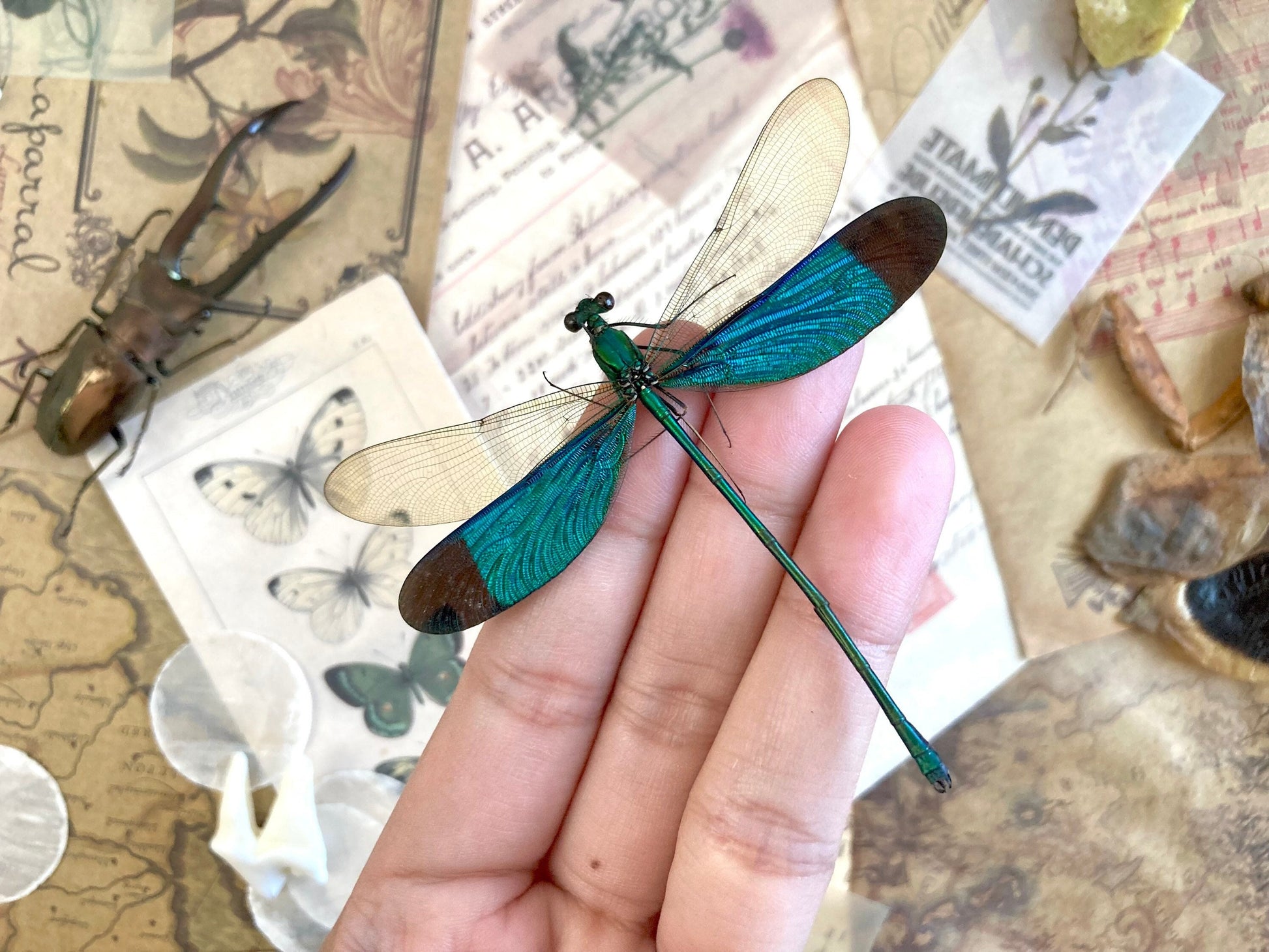 Neurobasis chinensis Spread,E.Java, Green Dragonfly, Colorful damselfly