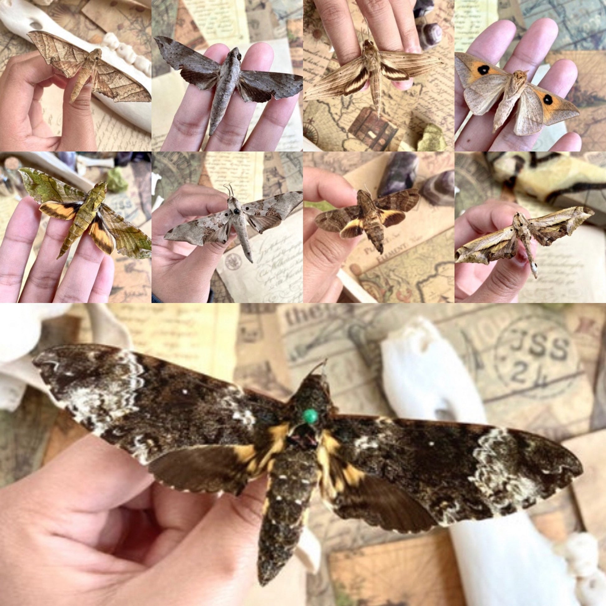 Random pack mixed moths, Unmounted, Wings Closed, Moth Specimens, Wholesale Moths