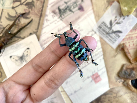 Eupholus magnificus Mt.Arfak,W.Irian