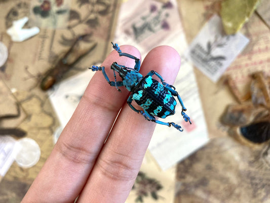 Eupholus linnei Kei Is. Real Beetle, Blue Weevil Beetle, blue green weevil beetle Indonesia