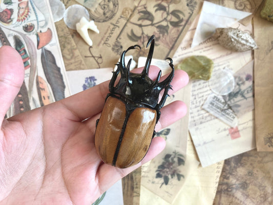 Eupatorus gracilicornis Large, 5 horned Beetle, Real large Rhinoceros beetle, Giant Beetle, Horned Beetle,  Entomology