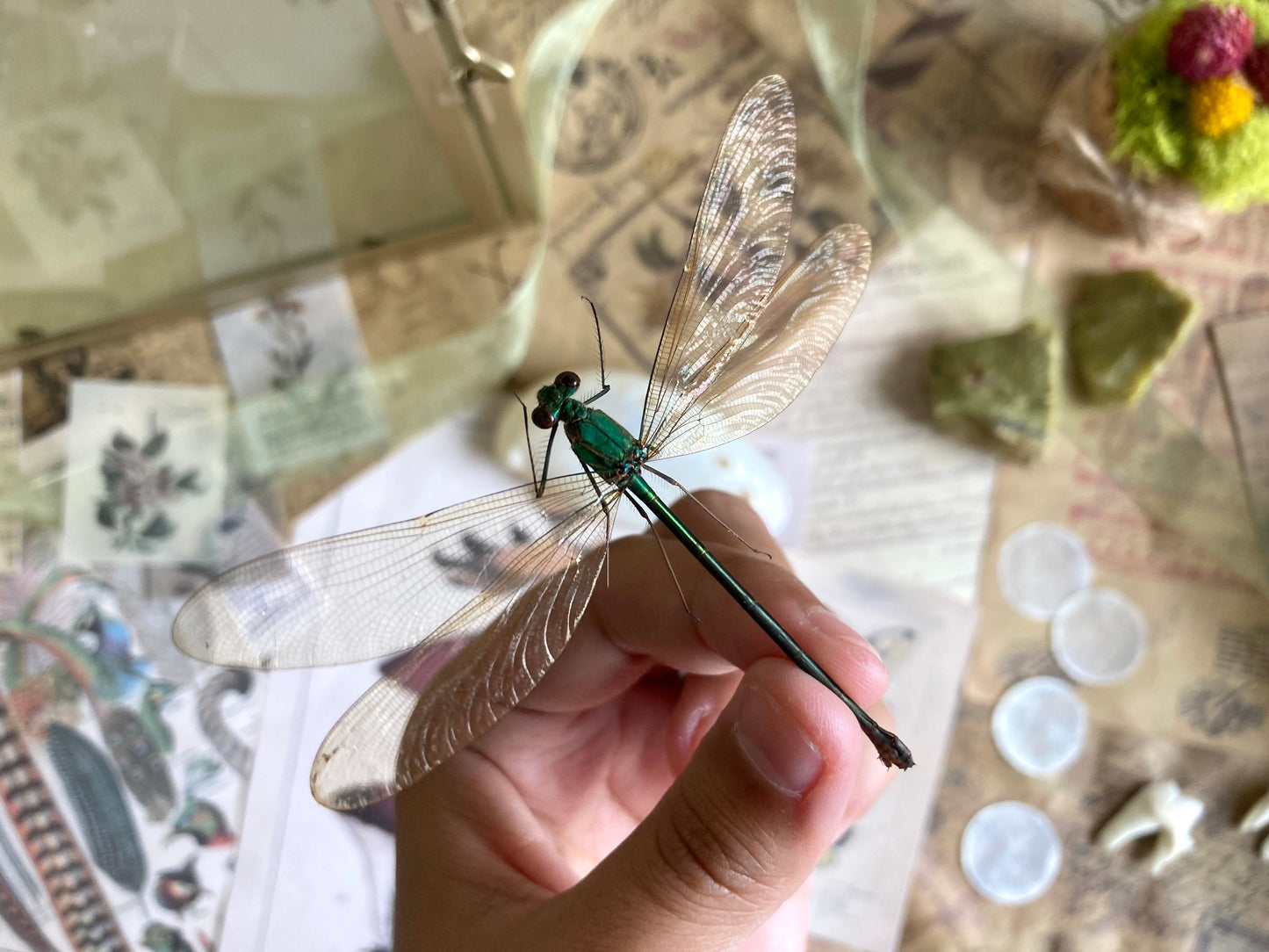 Neurobasis kaupi Spread, Sulawesi, FEMALE, Real Dragonfly, Entomology, Real insect, Spread Damselfly