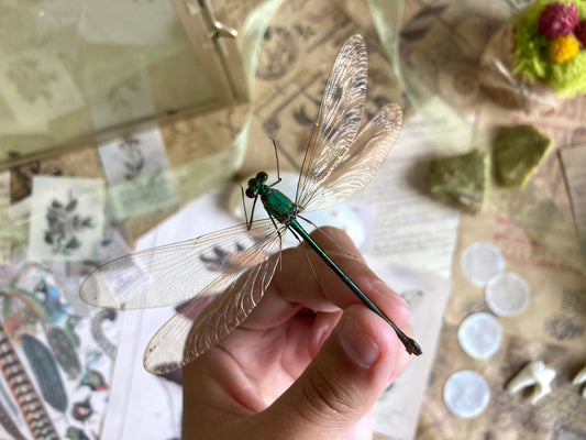 Neurobasis kaupi Spread, Sulawesi, FEMALE, Real Dragonfly, Entomology, Real insect, Spread Damselfly