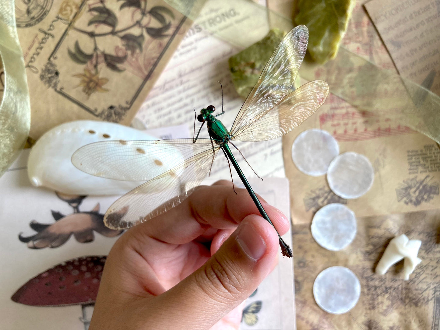 Neurobasis kaupi Spread, Sulawesi, FEMALE, Real Dragonfly, Entomology, Real insect, Spread Damselfly