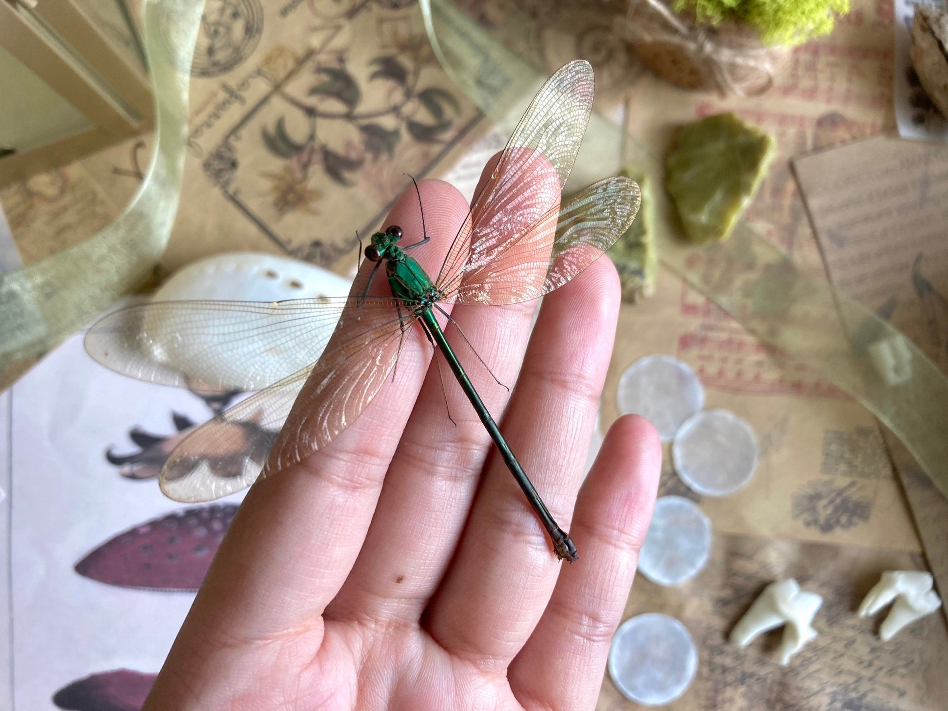 Neurobasis kaupi Spread, Sulawesi, FEMALE, Real Dragonfly, Entomology, Real insect, Spread Damselfly