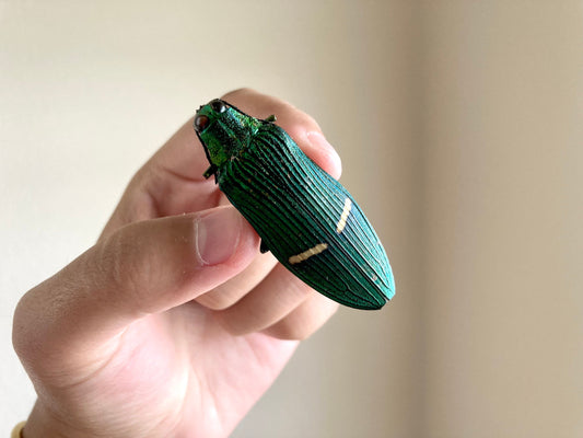 Catoxantha opulenta, green buprestid beetle Malaysia, Entomology, Large beetle