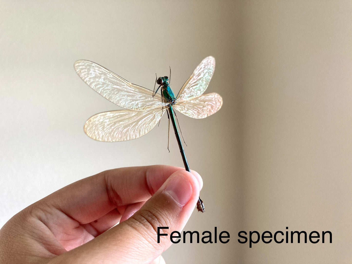 Neurobasis kaupi Spread, Sulawesi, blue clear dragonfly damselfly Indonesia, Electric blue wing Dragonfly, Entomology