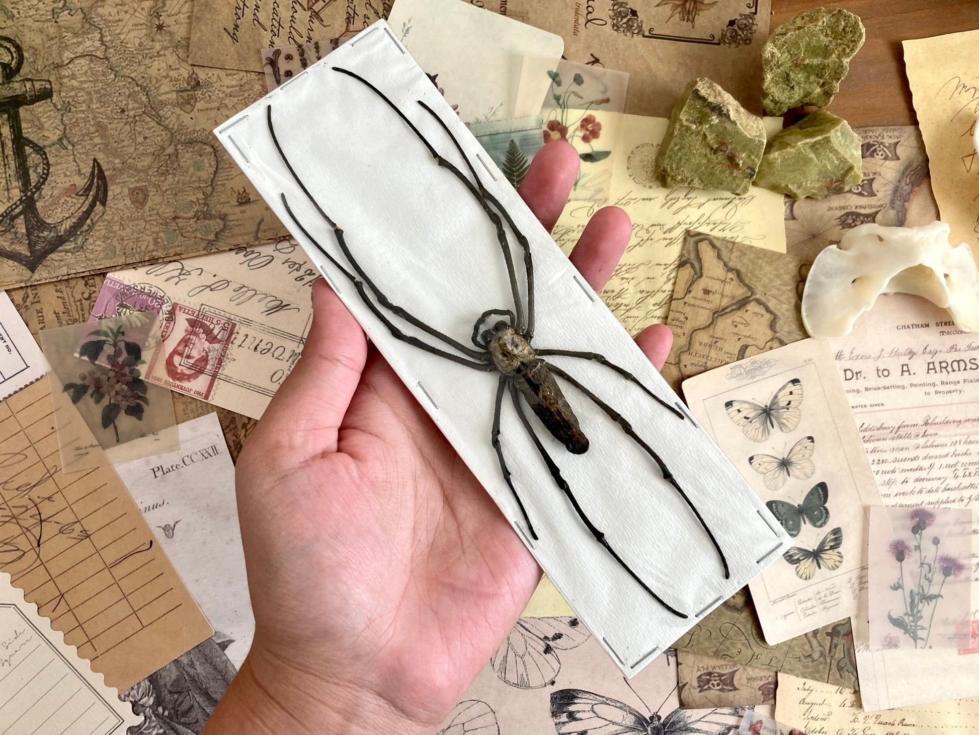 Nephila maculata, One large spider, Orb Weaver Spider , arachnid , for all your taxidermy art projects