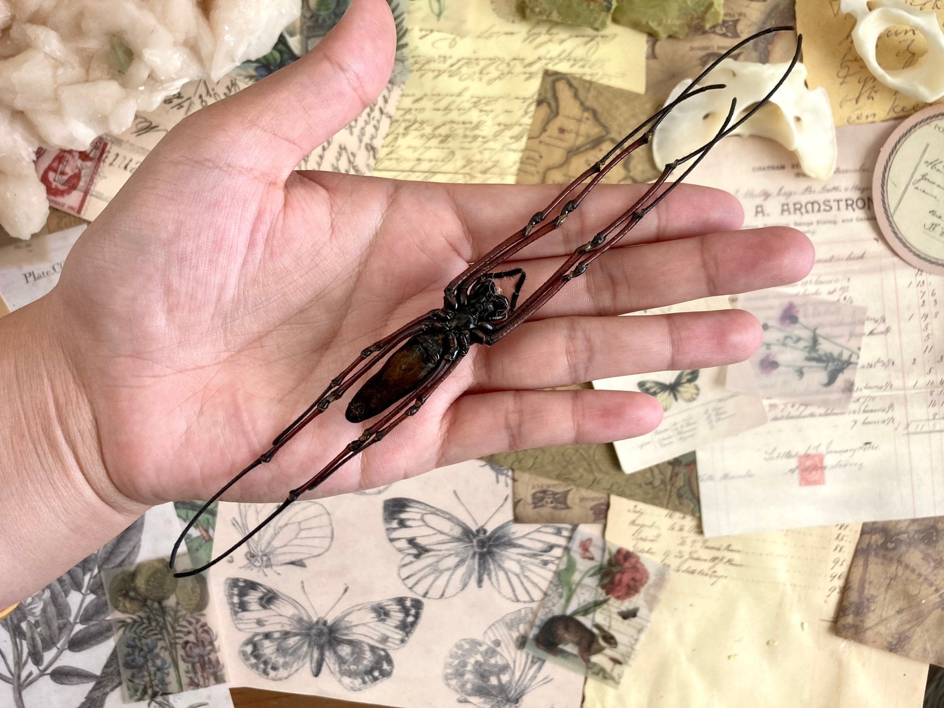 Nephila pilipes, One large spider Nephila maculata , arachnid , for all your taxidermy art projects