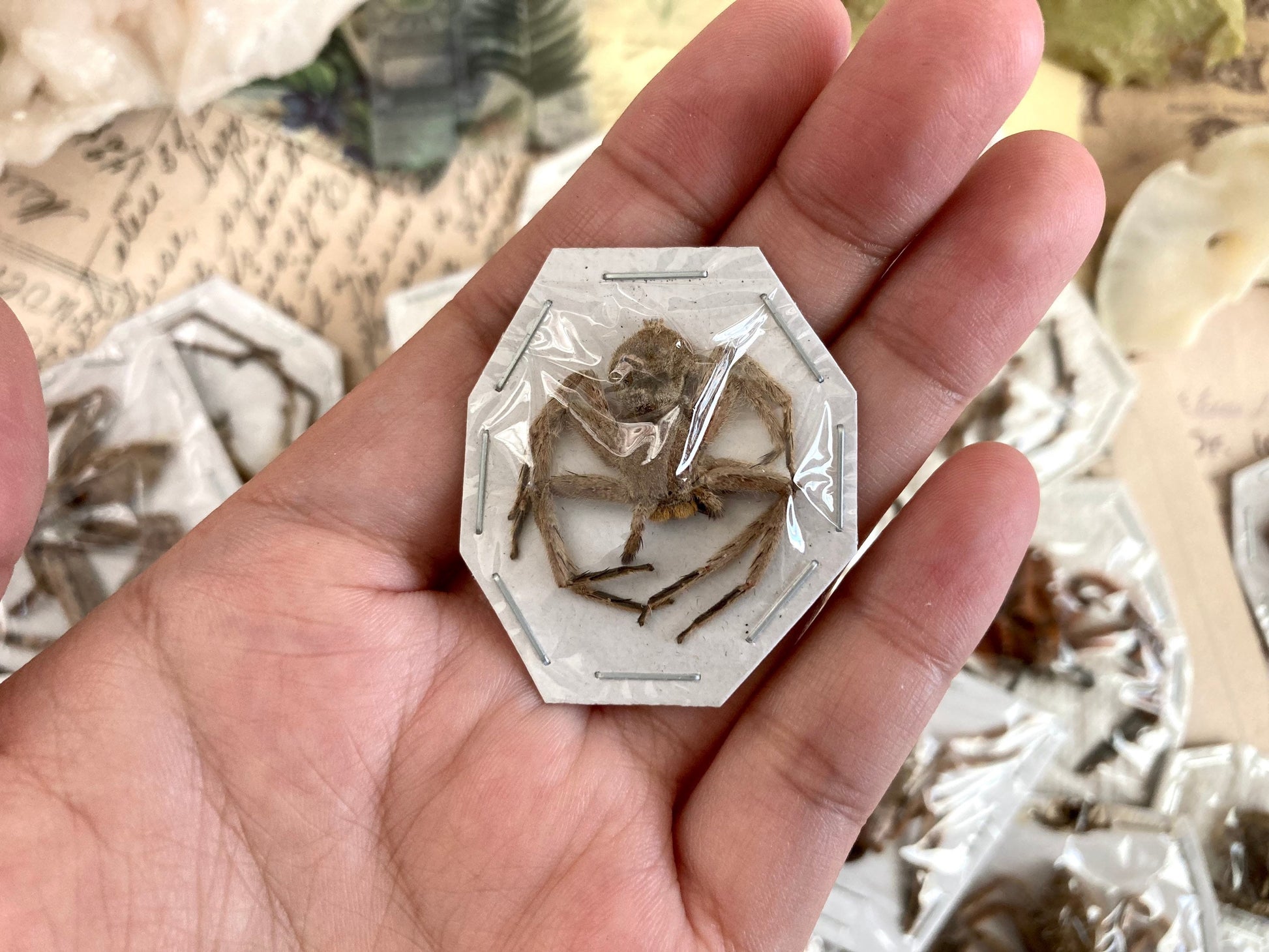 Mixed Spider Lot, Real Spider, Small Spiders, Medium Spider, Arachnids, Real Spider Mix, arachnid , for all your taxidermy art projects