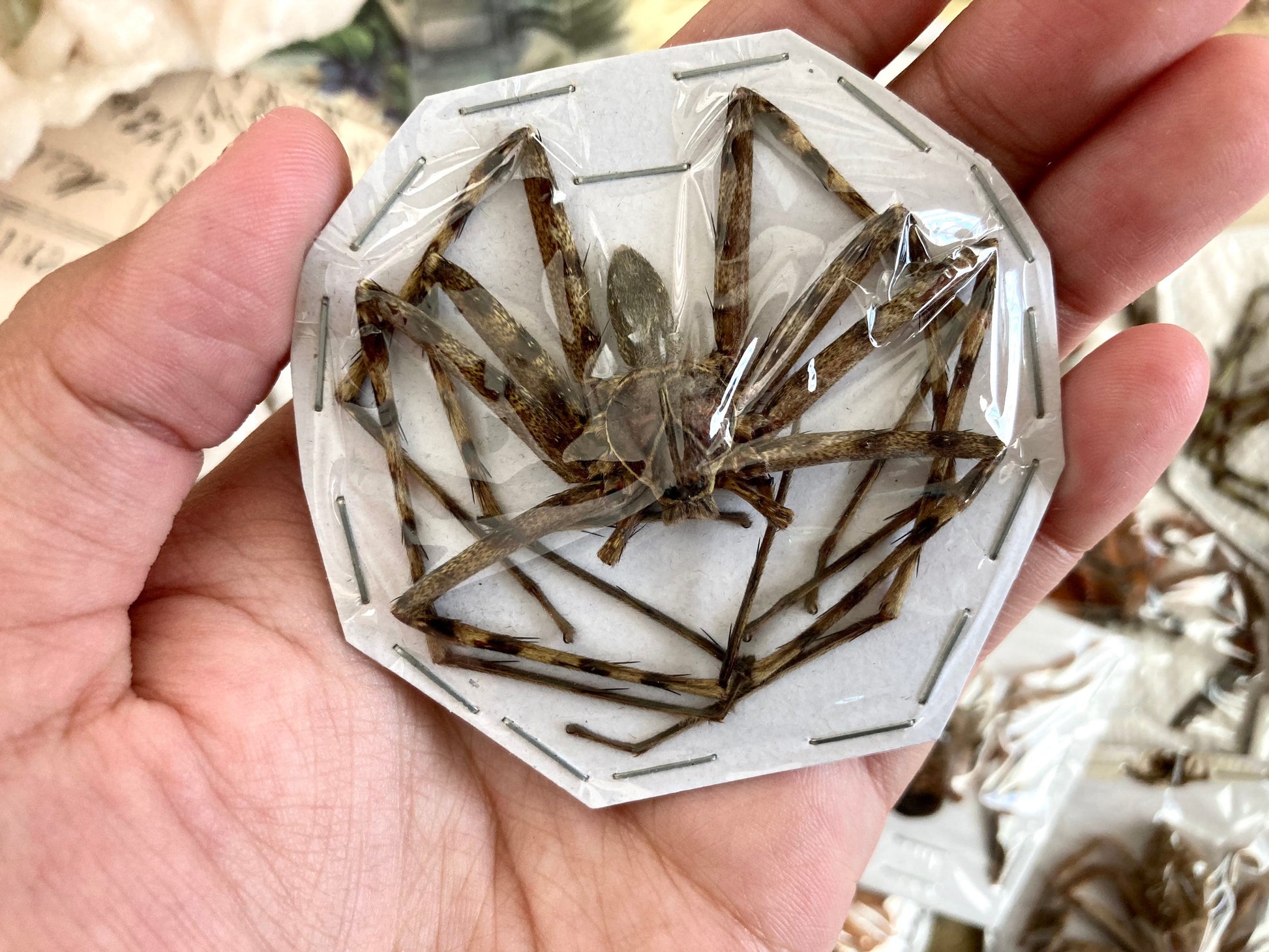 Mixed Spider Lot, Real Spider, Small Spiders, Medium Spider, Arachnids, Real Spider Mix, arachnid , for all your taxidermy art projects