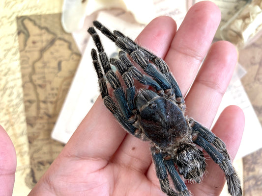 One big bird eating spider from Peru Hapalotremus carabaya ,arachnid , for all your taxidermy art projects