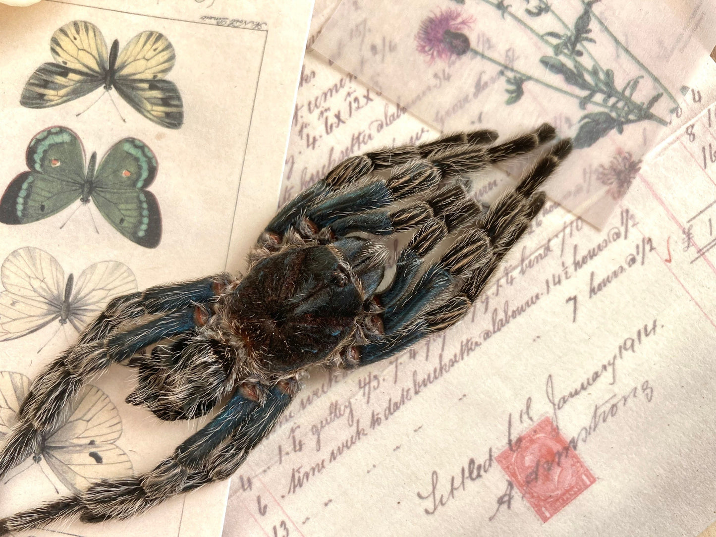 One big bird eating spider from Peru Hapalotremus carabaya ,arachnid , for all your taxidermy art projects