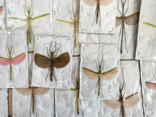 1 Mixed Spread Stick Insect, Random Selection, Entomology, Spread and Ready for your Projects