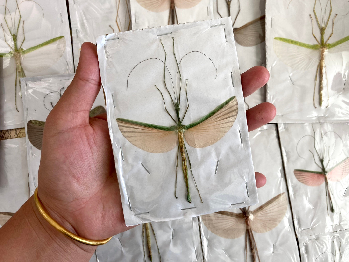 1 Mixed Spread Stick Insect, Random Selection, Entomology, Spread and Ready for your Projects