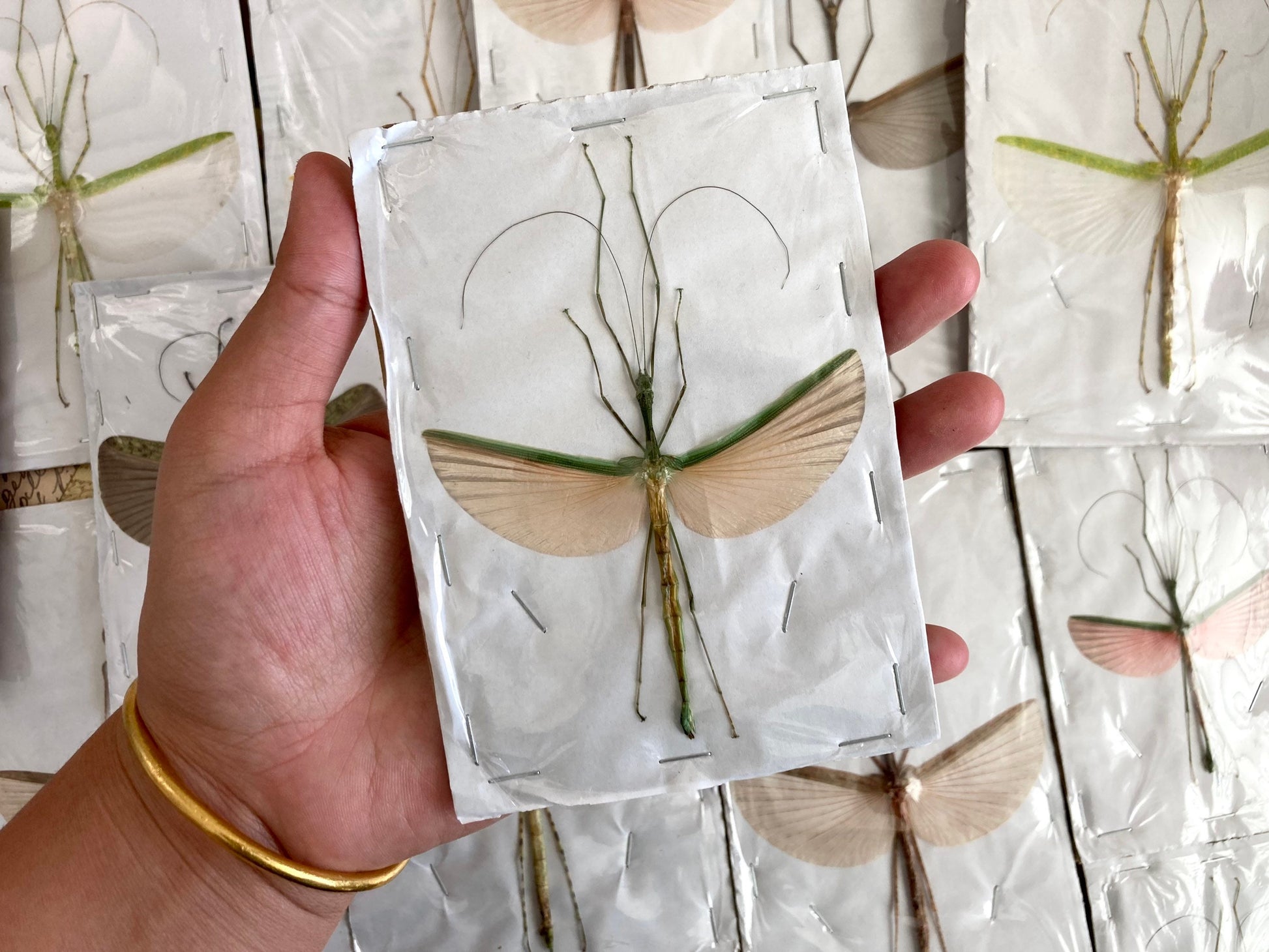 1 Mixed Spread Stick Insect, Random Selection, Entomology, Spread and Ready for your Projects