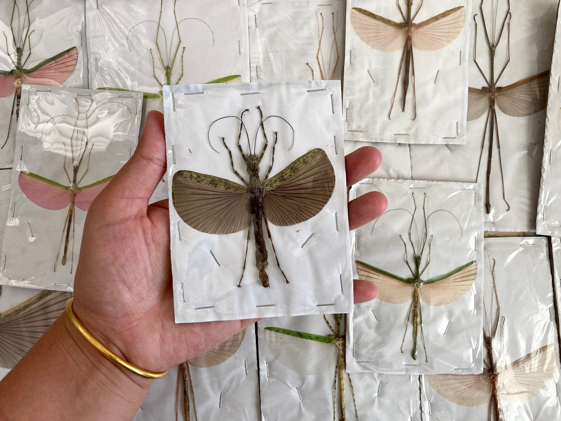 1 Mixed Spread Stick Insect, Random Selection, Entomology, Spread and Ready for your Projects